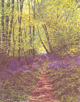 Bluebell Trail