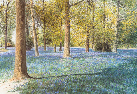 Bluebell Wood